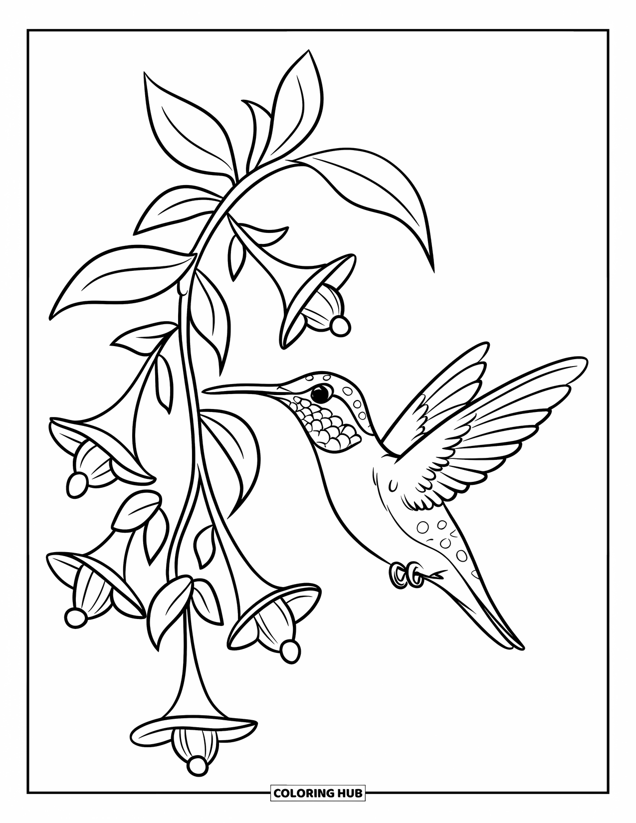 Disegno di colibrì da colorare per bambini: Un colibrì beve da un viticcio di fiori con motivi dettagliati