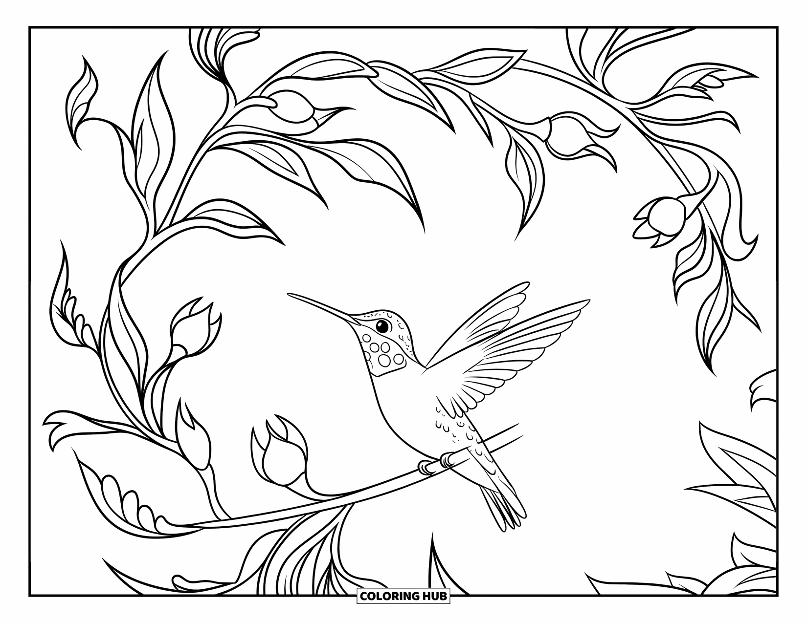 Disegno di colibrì da colorare per bambini: Un colibrì atterra su un ramo curvo con foglie sottili e piccoli boccioli rotondi
