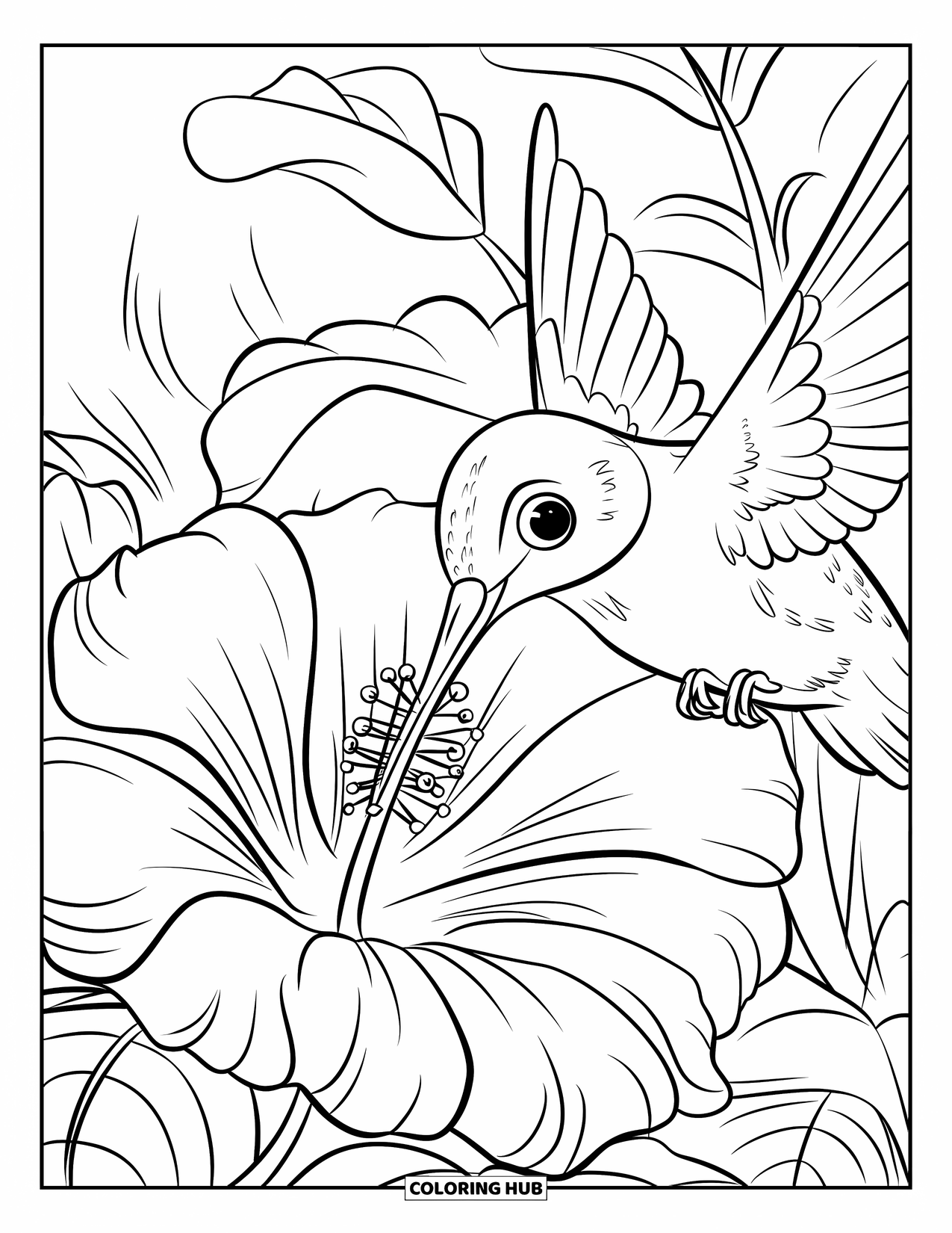 Disegno di colibrì da colorare per bambini: Un colibrì sorseggia il nettare da un ibisco dettagliato circondato da foglie lussureggianti