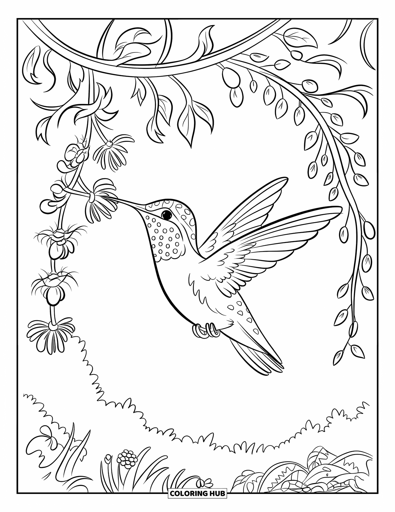 Disegno di colibrì da colorare per bambini: Un colibrì sorseggia il nettare da un viticcio appeso pieno di fiori
