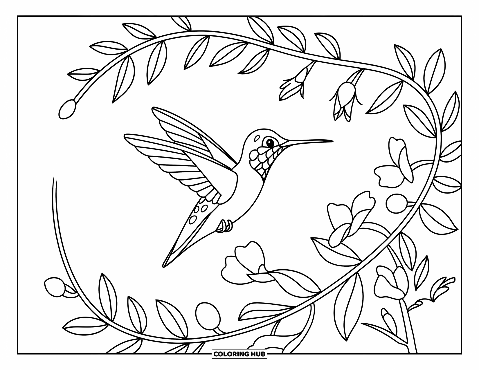 Disegno di colibrì da colorare per bambini: Un piccolo colibrì si posa su un ramo pieno di foglie e boccioli di fiori