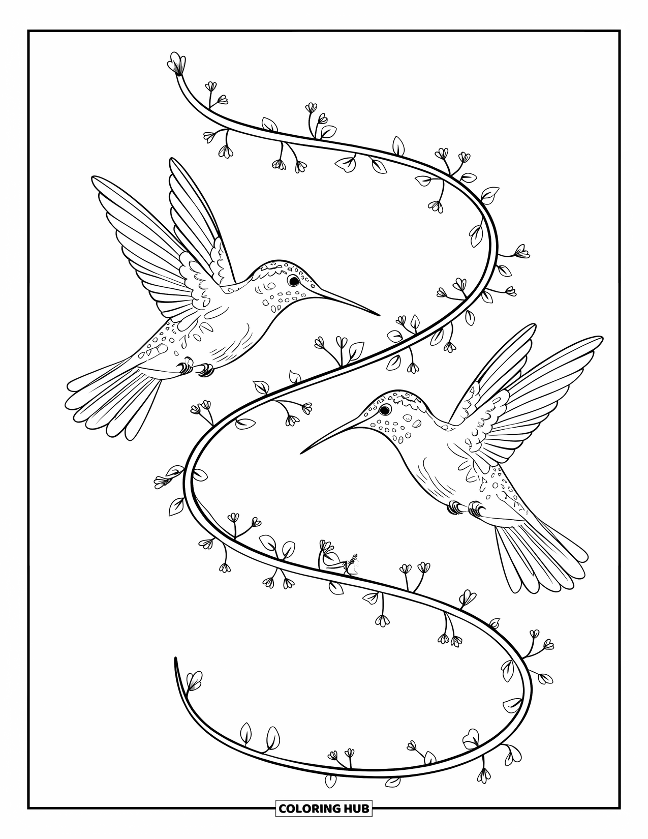 Disegno di colibrì da colorare per bambini: Due colibrì volteggiano giocosamente intorno a un viticcio a spirale con piccole foglie e boccioli