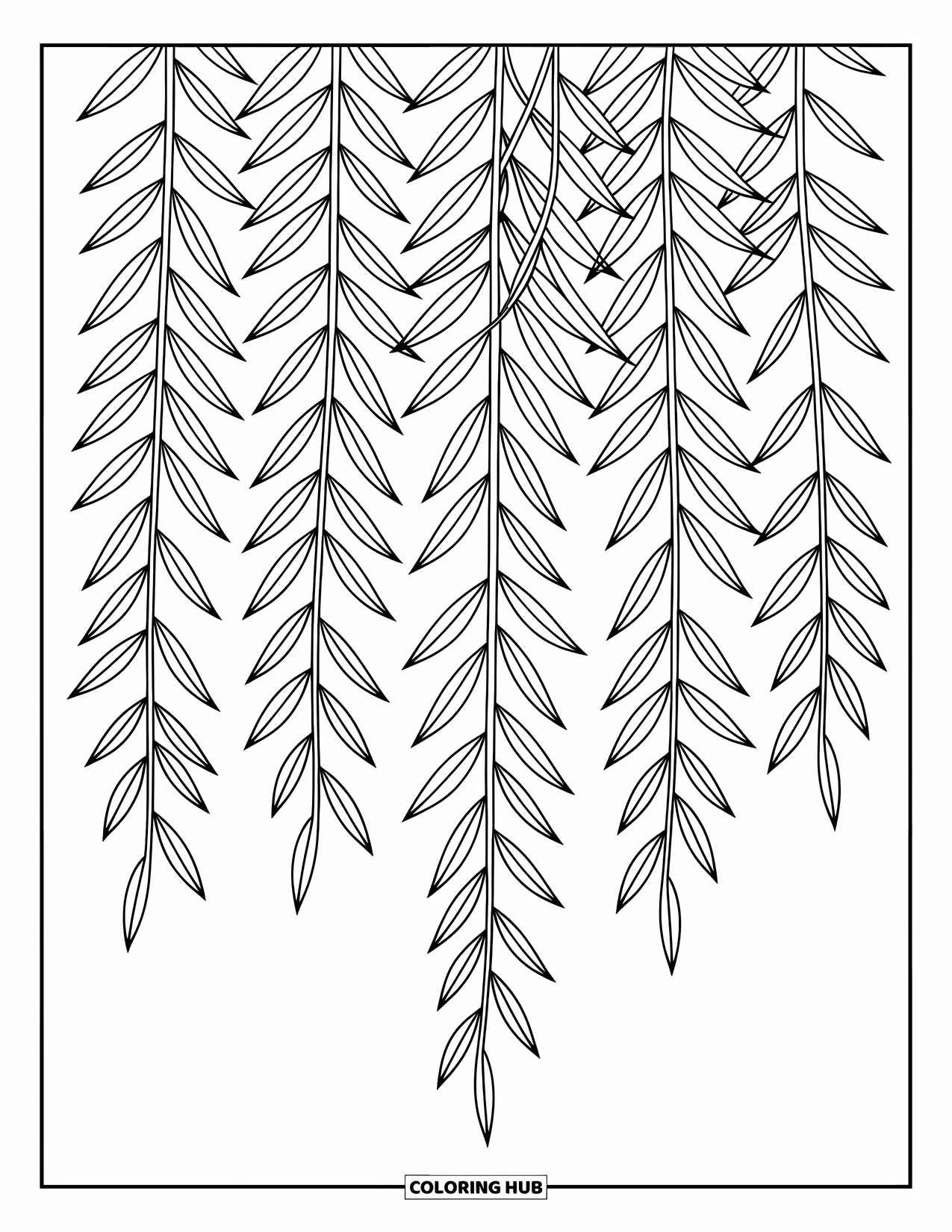 Leaf Coloring Page for Kids: A cluster of long willow leaves hangs gracefully, their slender shapes swaying gently