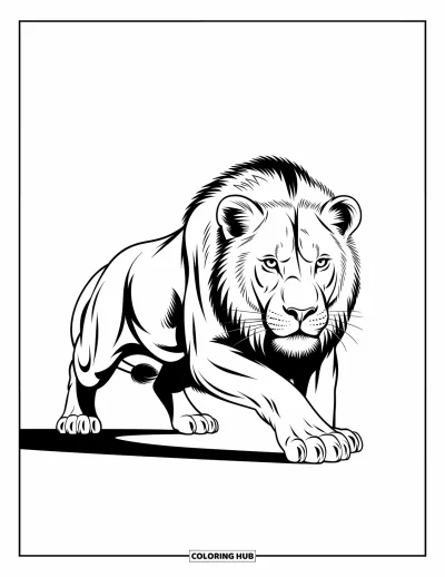 Coloriage de lion pour enfants : Un lion accroupi contracte ses muscles, prêt à agir avec un regard intense et déterminé
