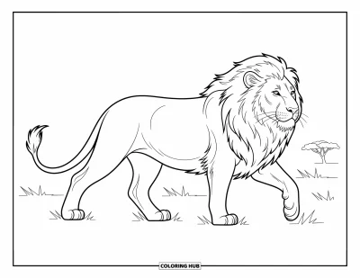 Coloriage de lion pour enfants : Un lion avance fièrement dans la plaine ouverte, sa queue ondulant à chaque pas
