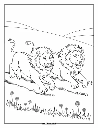 Coloriage de lion pour enfants : Deux lions courent dans une prairie herbeuse, leurs crinières flottantes accentuant l’effet de mouvement