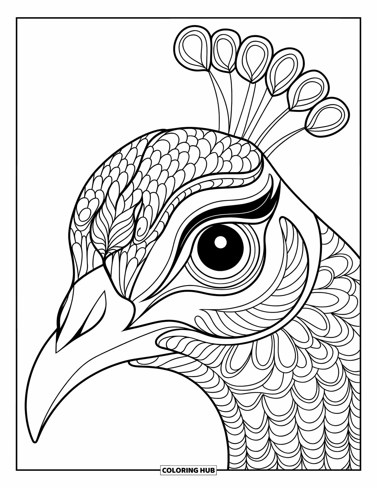 Peacock Coloring Page for Adults: A close-up of a peacock's face shows intricate patterns around its eye