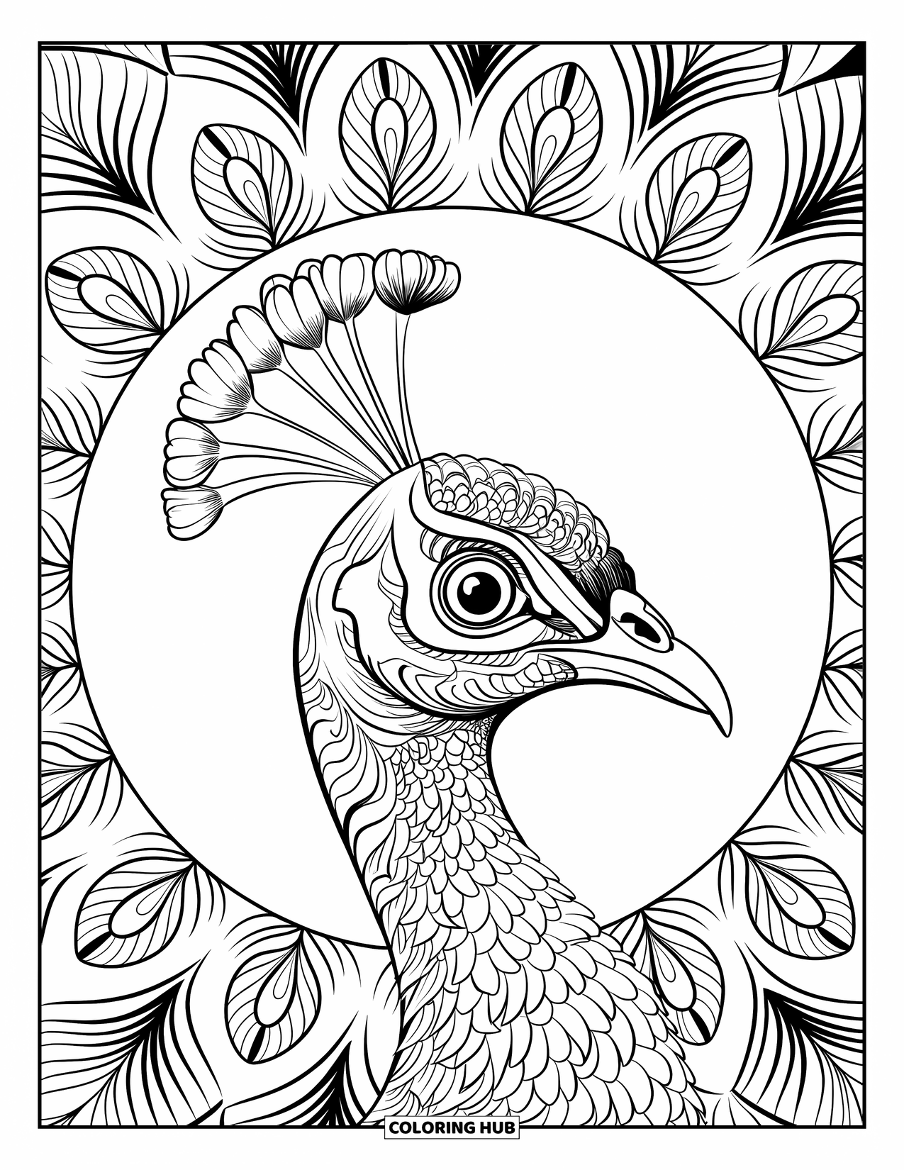 Peacock Coloring Page for Adults: A peacock's face has detailed feathers with ornamental and mandala patterns