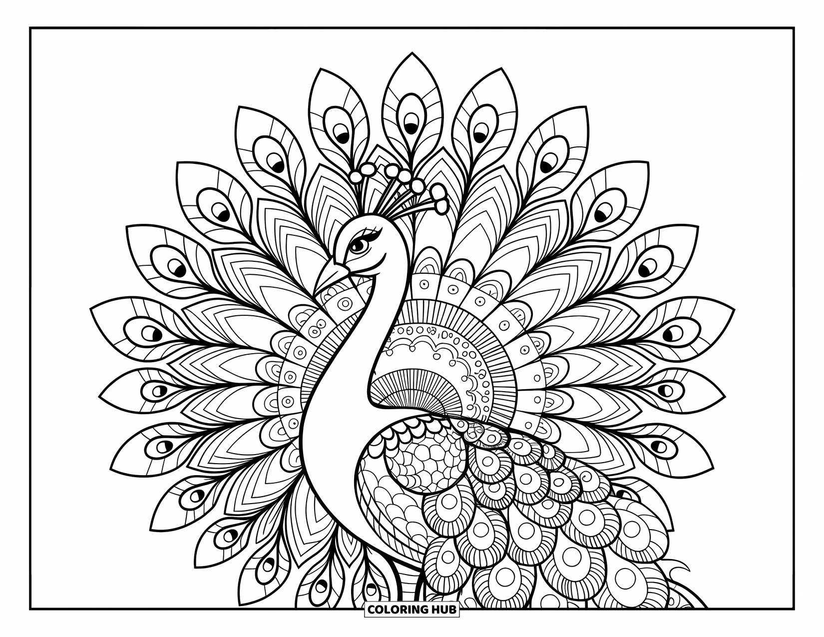 Peacock Coloring Page for Adults: A peacock's feathers are filled with swirls and dots in a zentangle style