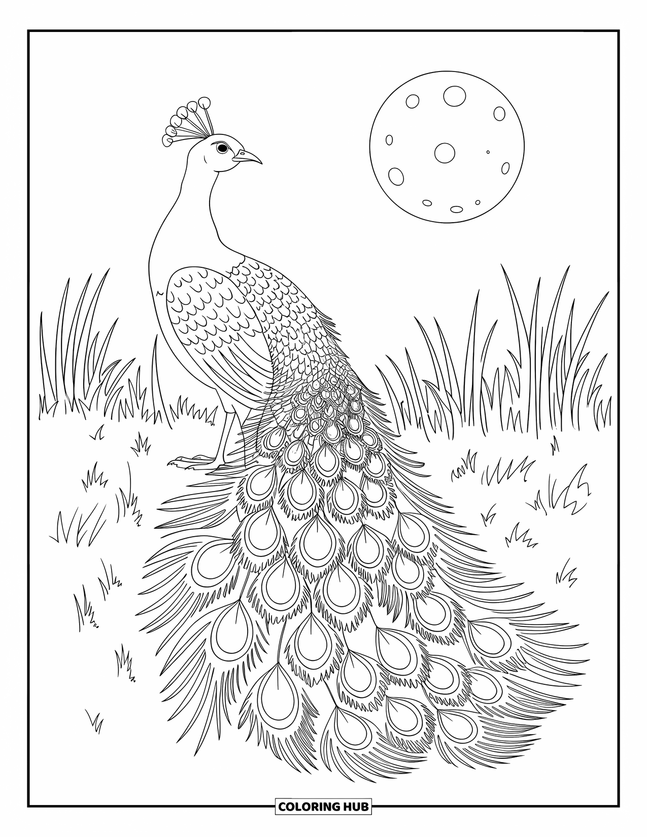 Peacock Coloring Page for Adults: A peacock's tail has stars and swirls in a moonlit meadow