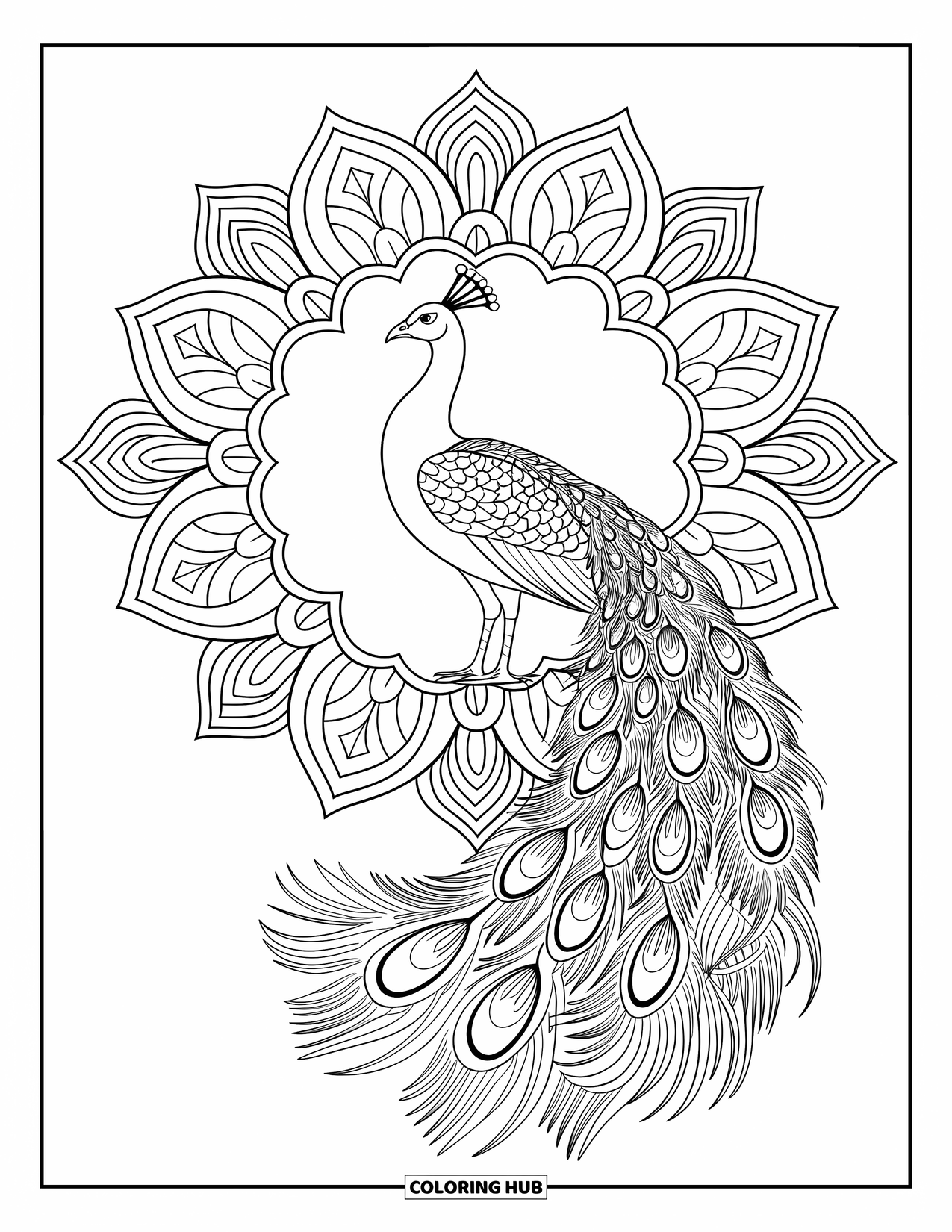Peacock Coloring Page for Adults: A peacock's tail merges into a mandala of geometric and floral designs