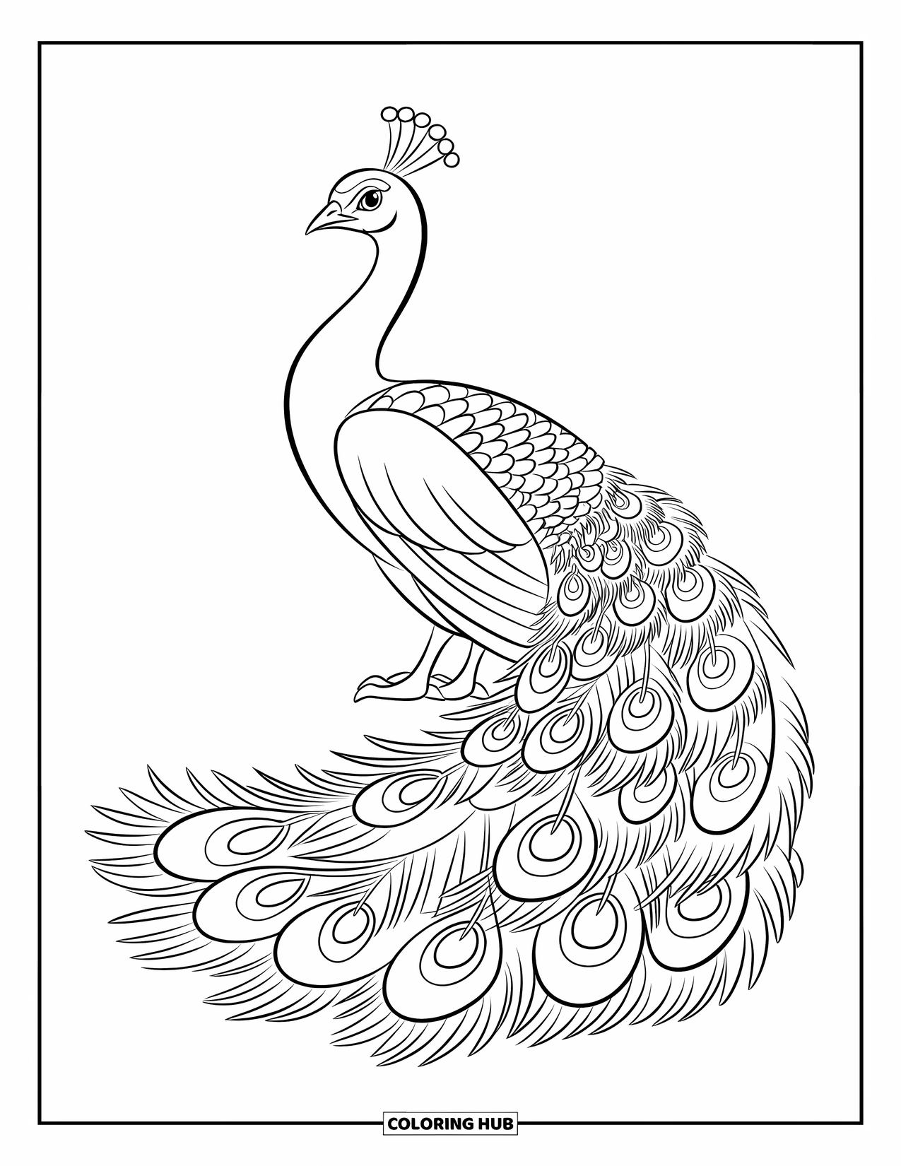 Peacock Coloring Page for Kids: A peacock stands calmly with its tail down, showing a few feather tips