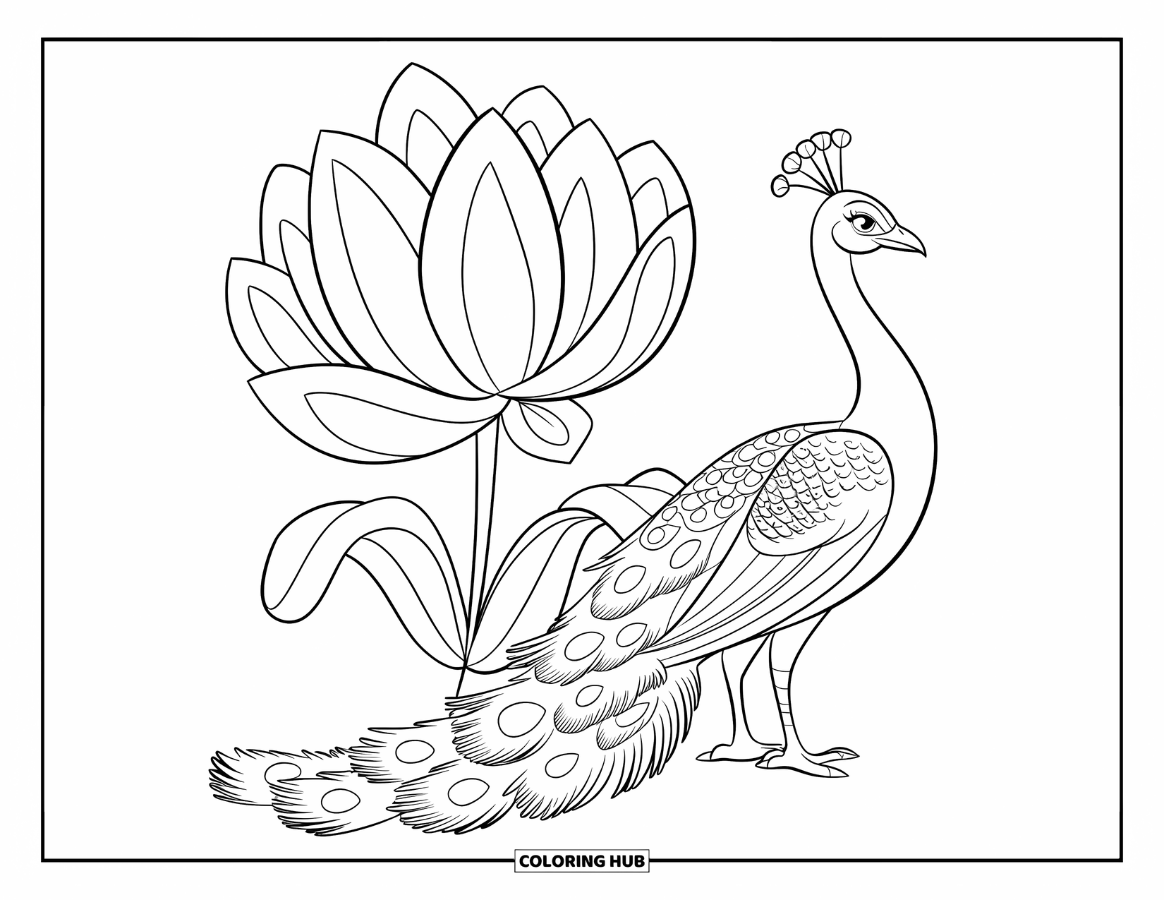 Peacock Coloring Page for Kids: A peacock stands near a big flower, showing off its large feathers