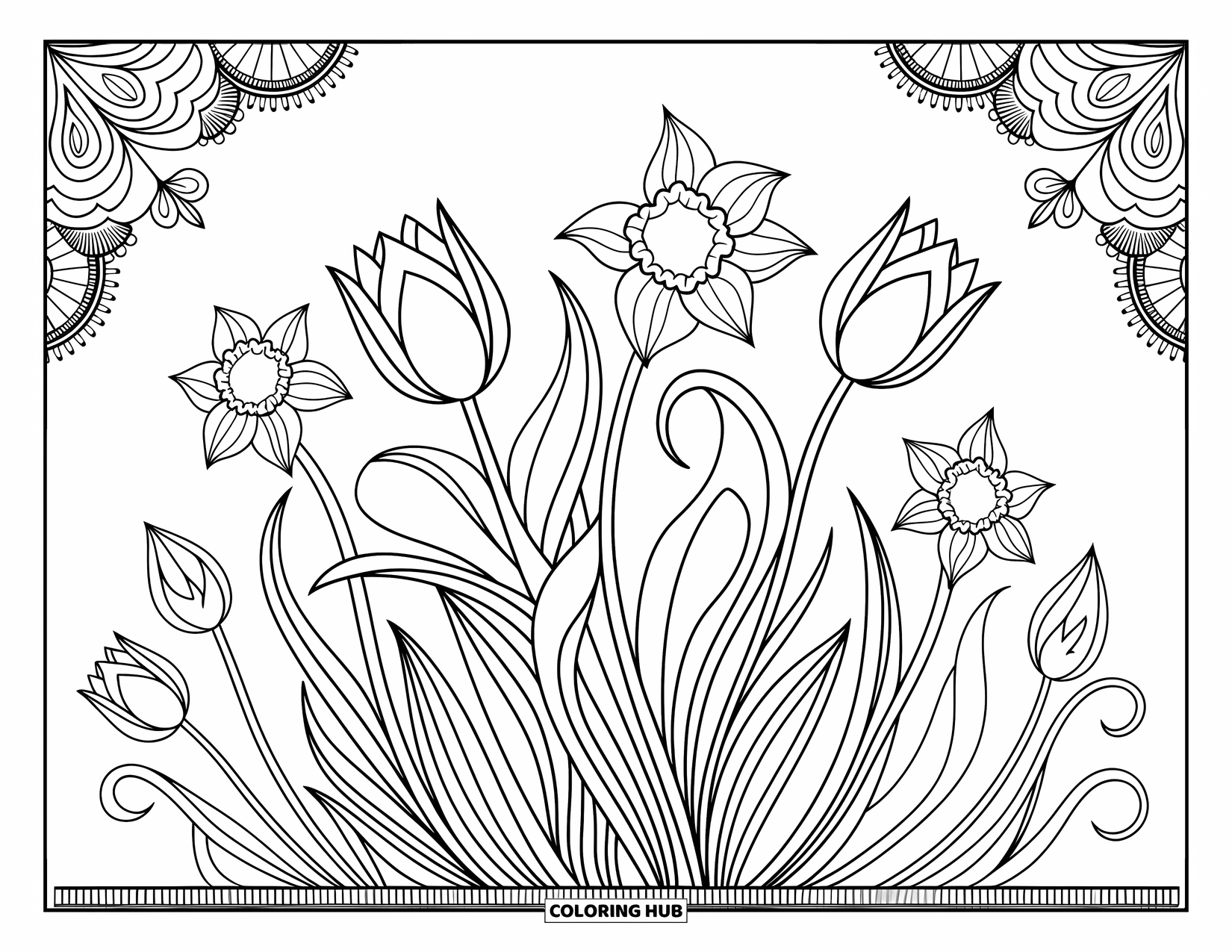 Desenho de primavera para colorir para adultos: Um padrão floral ornamentado de tulipas e narcisos entrelaçados com folhas e gavinhas decorativas