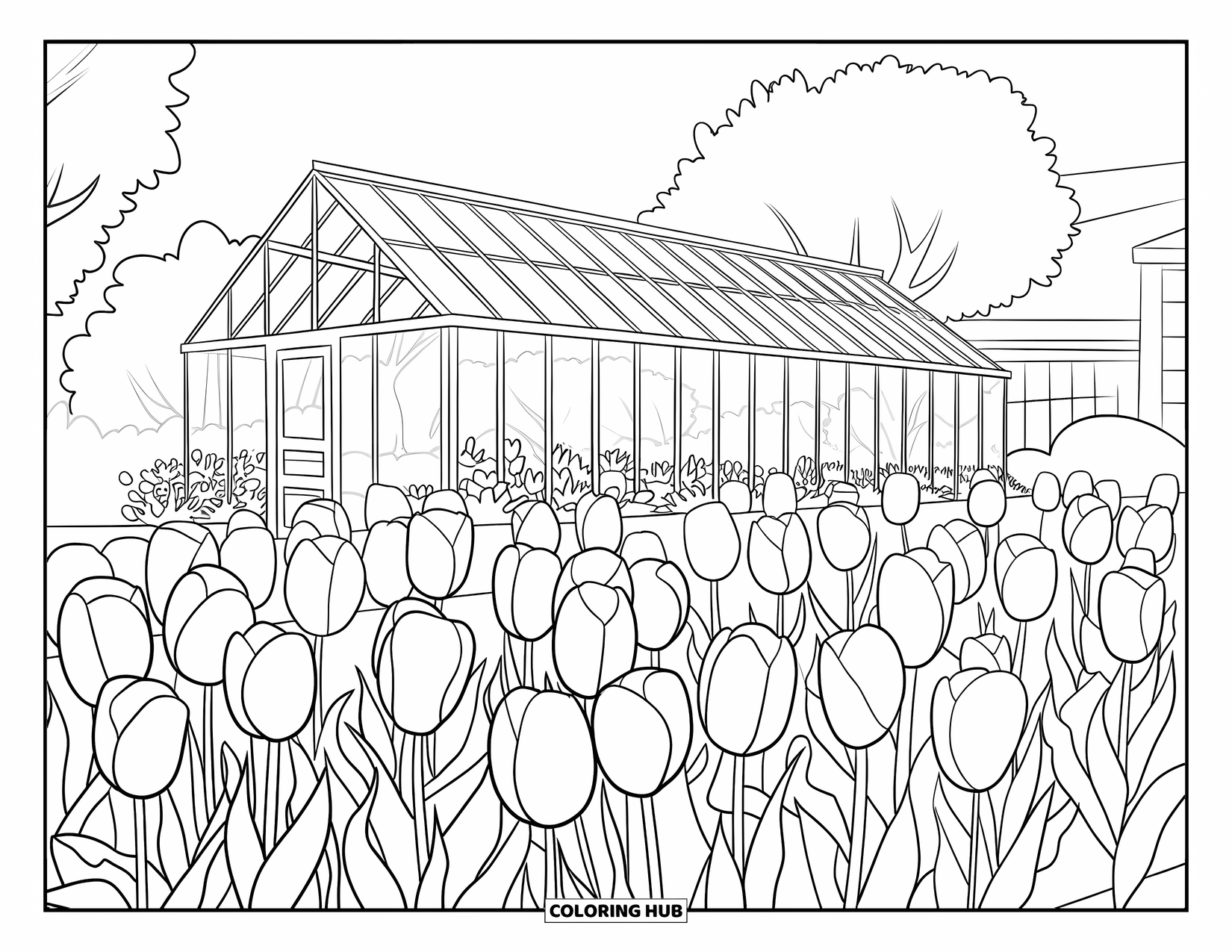 Tulip Coloring Page for Adults: A greenhouse filled with blooming tulips stands with a wooden frame