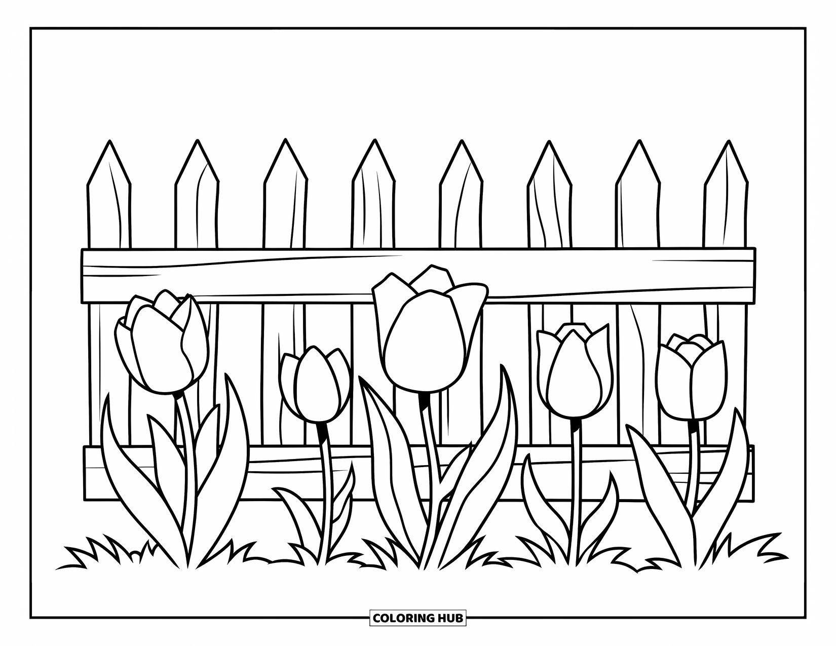Tulip Coloring Page for Kids: Tulips with long stems bloom in front of a wooden fence