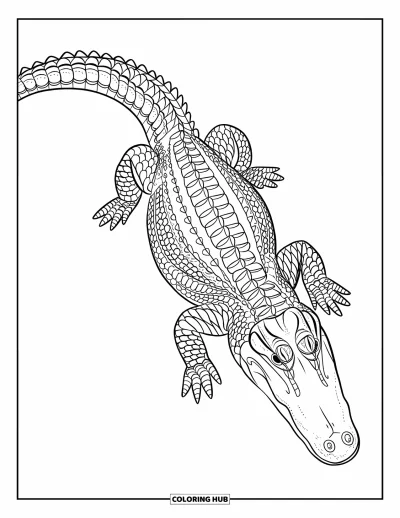 Coloriage d'alligator pour adultes : Un alligator aux motifs élaborés se repose seul sur un fond blanc épuré