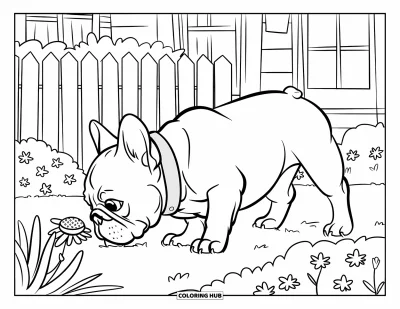 Coloriage de Bouledogue Français pour enfants : Un Frenchie moelleux renifle des fleurs épanouies près d’une maison confortable