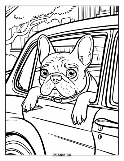 Coloriage de bouledogue français pour enfants : Un bouledogue français profitant d'un trajet en voiture, la tête passée par la fenêtre