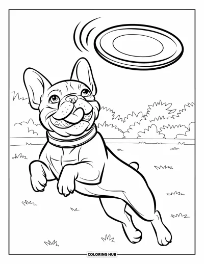 Coloriage de Bouledogue Français pour enfants : Un bouledogue français saute en l’air, poursuivant un frisbee volant