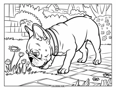 Coloriage de Bouledogue Français pour enfants : Un bouledogue français renifle des fleurs le long d’un sentier dans la cour