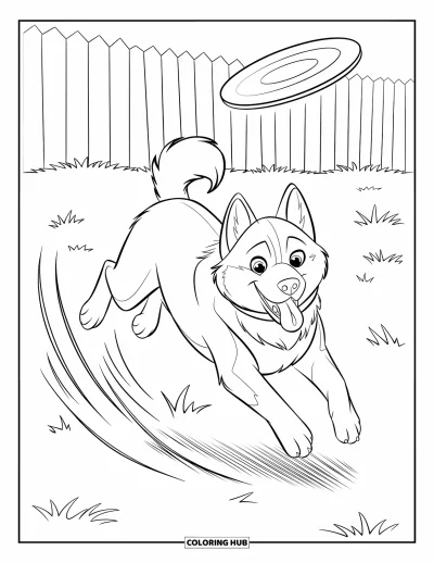 Coloriage de husky pour enfants : Un husky en plein bond, la langue sortie, saute après un frisbee dans une cour clôturée
