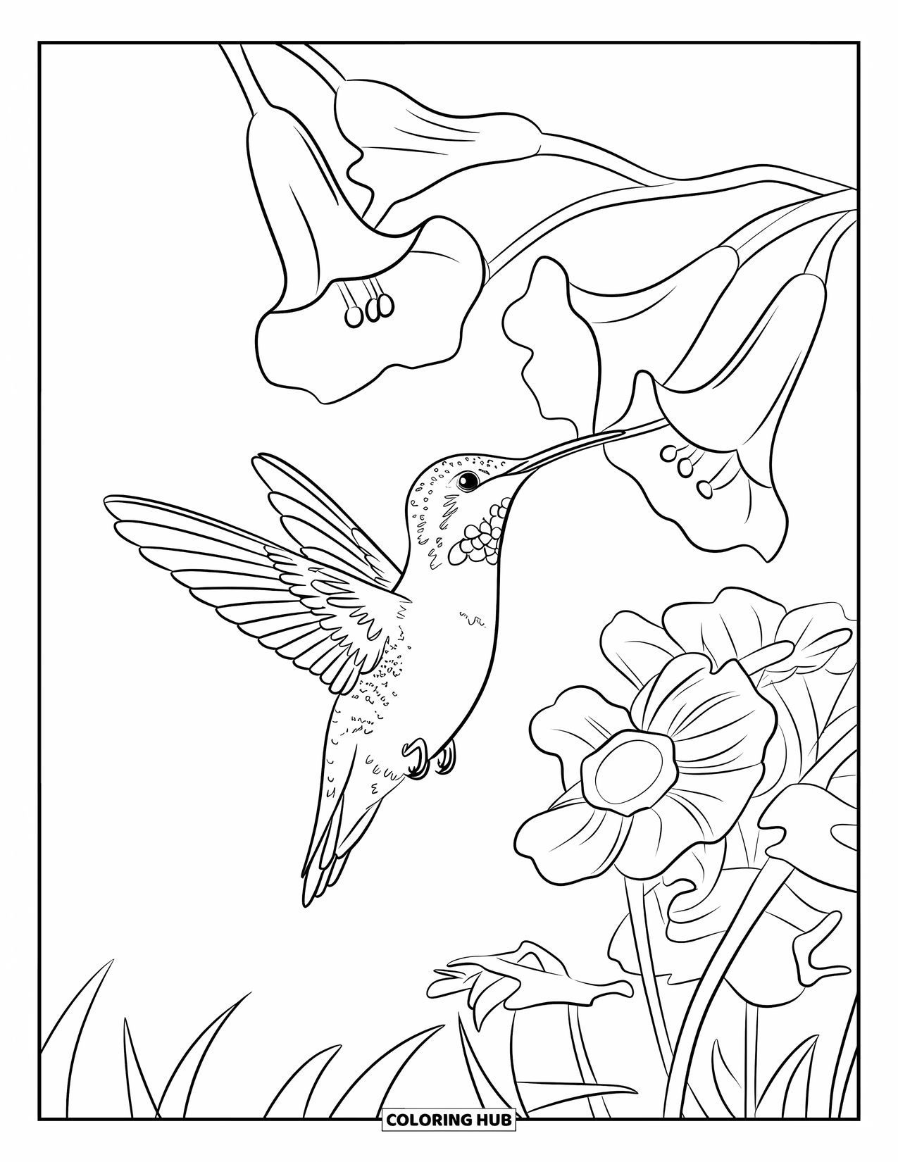 Letter H Coloring Page for Kids: A hummingbird hovers over trumpet blooms in a sunny garden scene