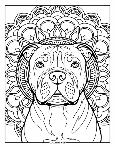 Coloriage de pitbull pour adultes : Visage de pitbull devant un mandala orné avec des lignes nettes et audacieuses