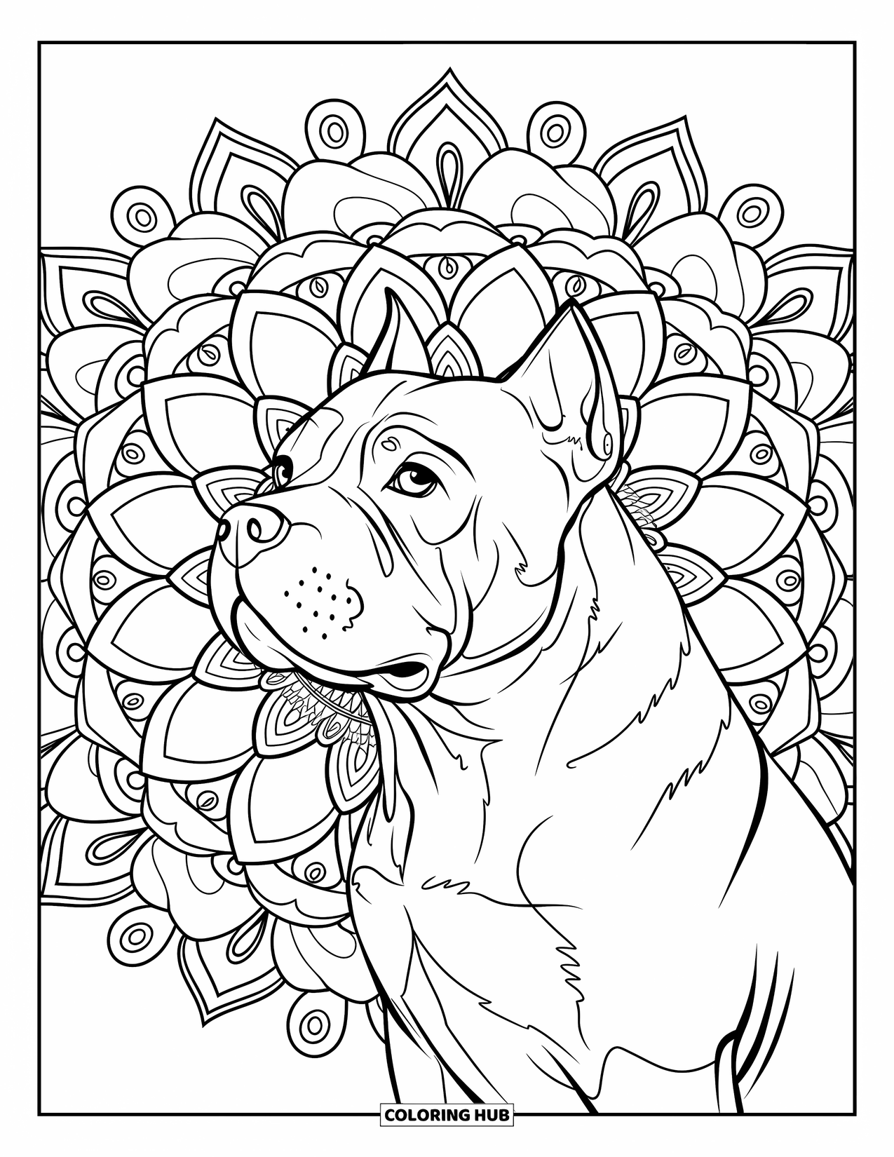 Dibujo de Pitbull para adultos: Pitbull mira al frente con un telón de fondo de mandala arremolinado