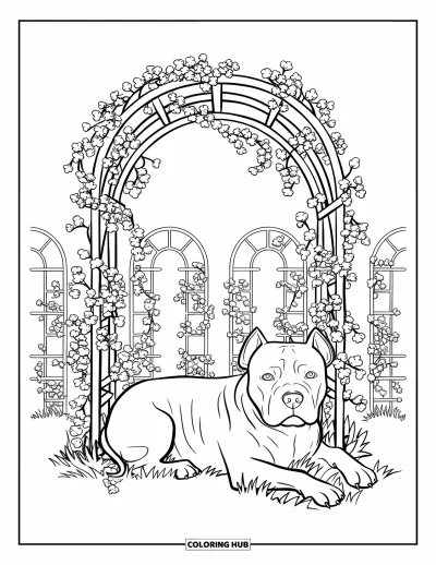 Coloriage de pitbull pour adultes : Un pitbull se détend sous un treillis avec des vignes grimpantes en fleurs