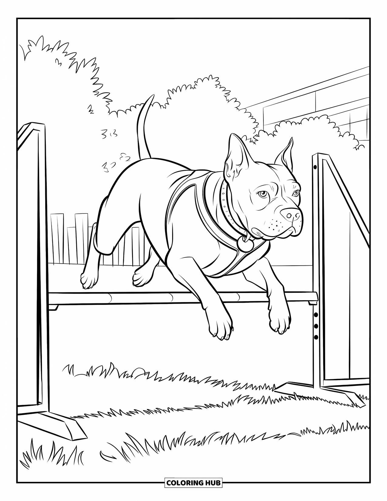 Dibujo para colorear de Pitbull para niños: Un pitbull salta sobre un obstáculo bajo en un campo de entrenamiento soleado