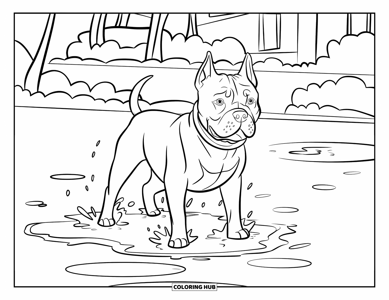 Dibujo para colorear de Pitbull para niños: Un pitbull salpica juguetonamente con sus patas en los charcos después de una lluvia fresca