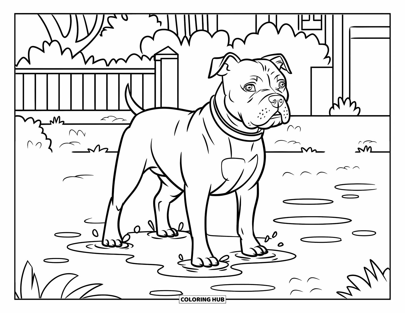 Dibujo para colorear de Pitbull para niños: Un pitbull está de pie en charcos en una calle mojada bordeada de árboles y cercas