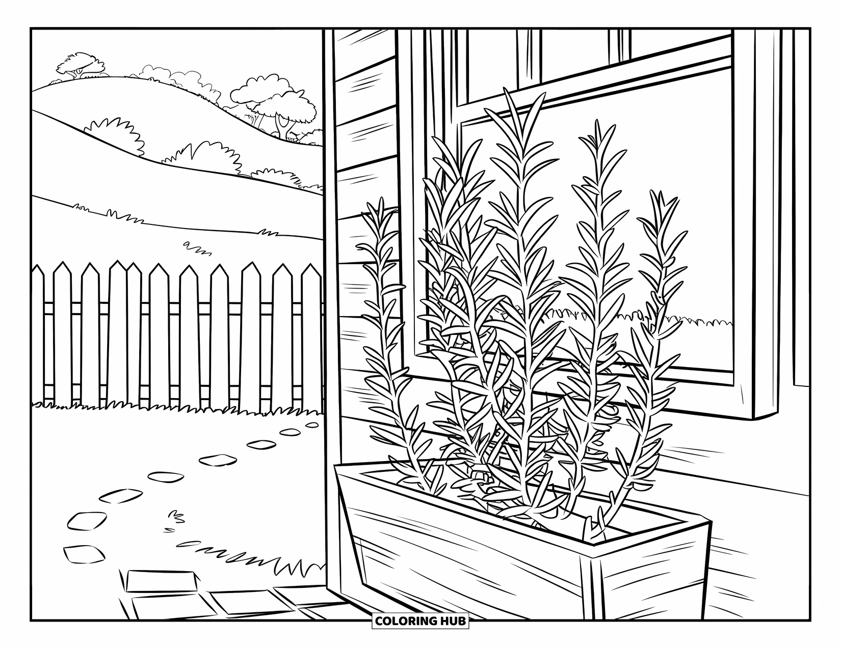 Dibujo de plantas para colorear para niños: Una planta de romero crece en una caja de madera fuera de una ventana soleada y un sendero de jardín
