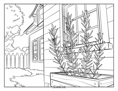 Plant Coloring Page for Kids: A rosemary plant grows near a sunny house window with trees and a fence nearby