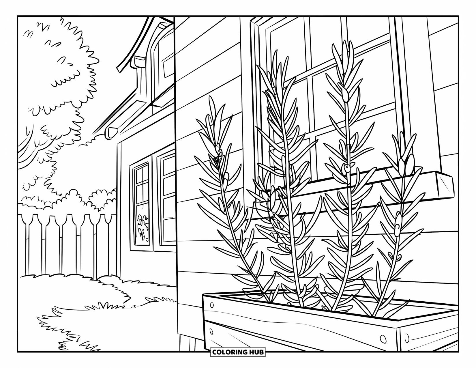 Dibujo de plantas para colorear para niños: Una planta de romero crece cerca de una ventana soleada de la casa con árboles y una cerca cerca