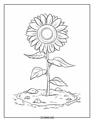 Plant Coloring Page for Kids: A single sunflower grows tall from a rocky garden bed