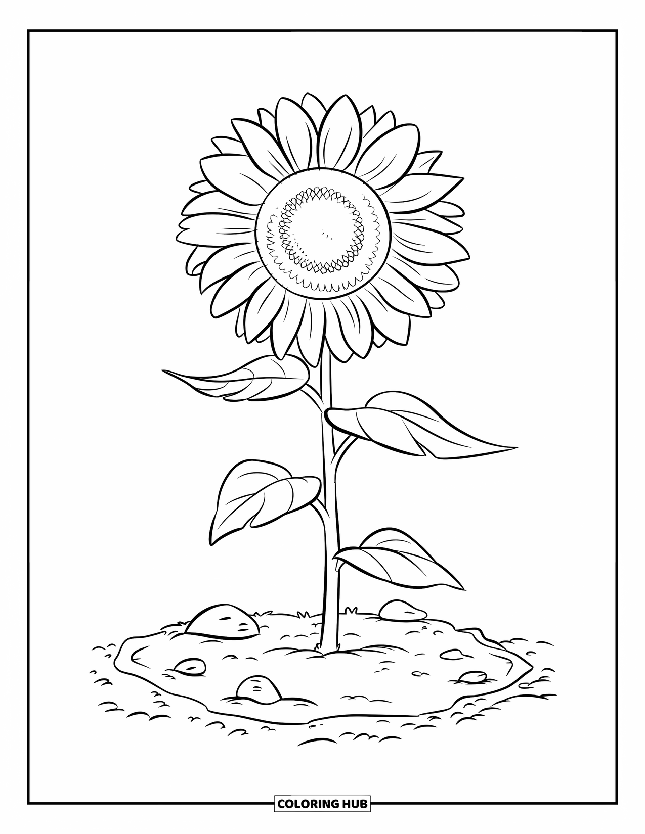 Dibujo de plantas para colorear para niños: Un solo girasol crece alto desde un lecho de jardín rocoso