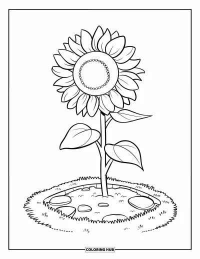 Plant Coloring Page for Kids: A sunflower rises from a garden patch with stones and grass