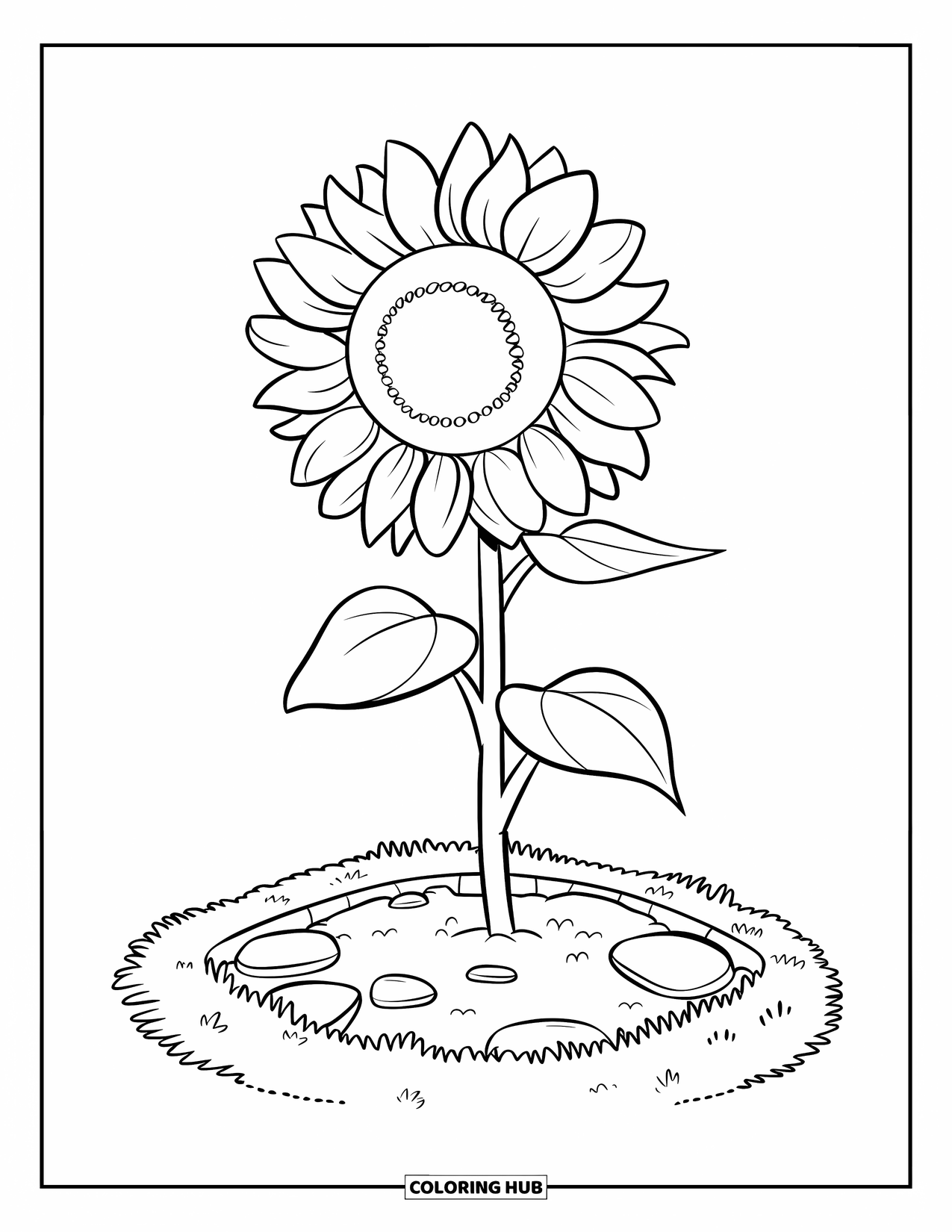 Dibujo de plantas para colorear para niños: Un girasol se eleva desde un huerto con piedras y hierba