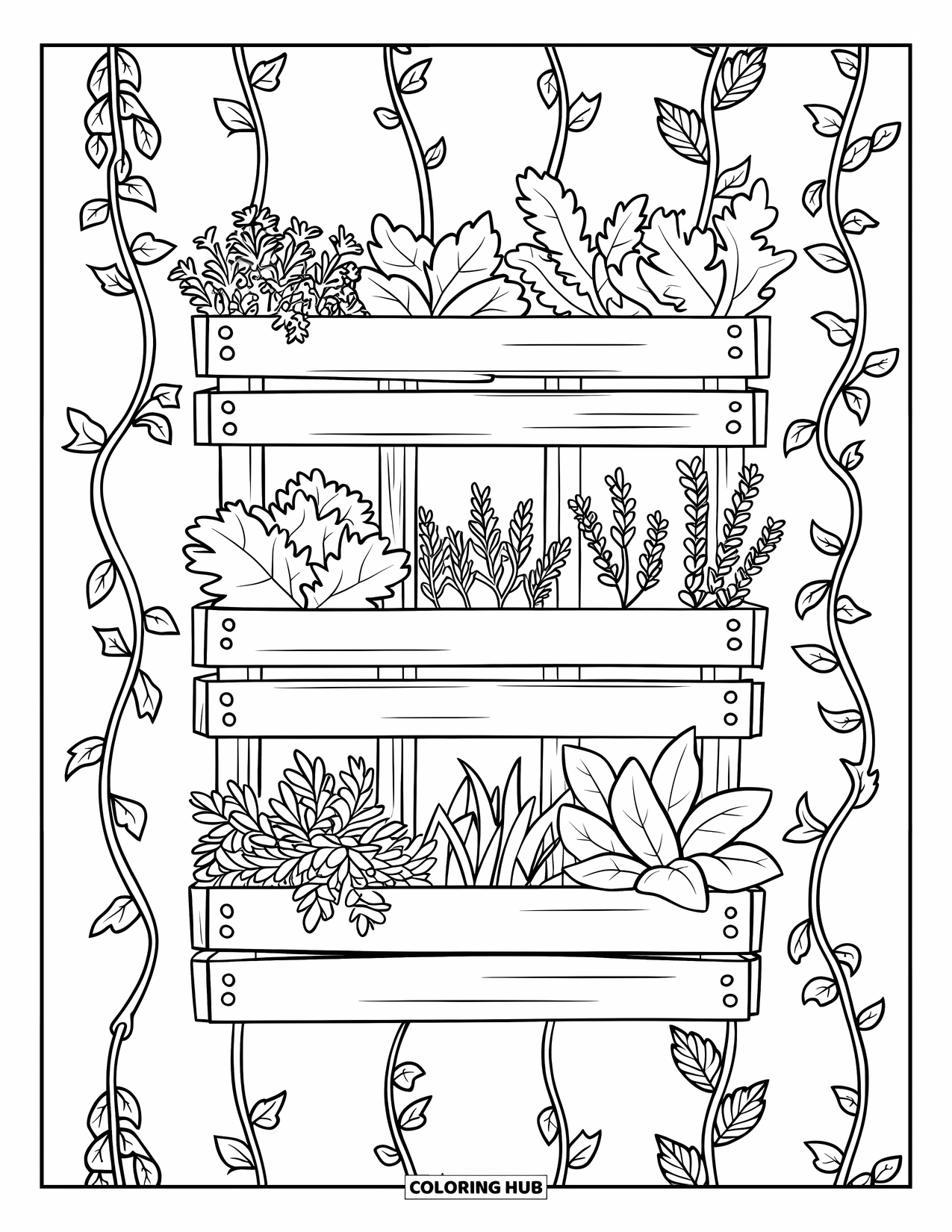 Dibujo de plantas para colorear para niños: Un jardín de pared de hierbas como el tomillo y el perejil crece en cajas de madera ordenadas