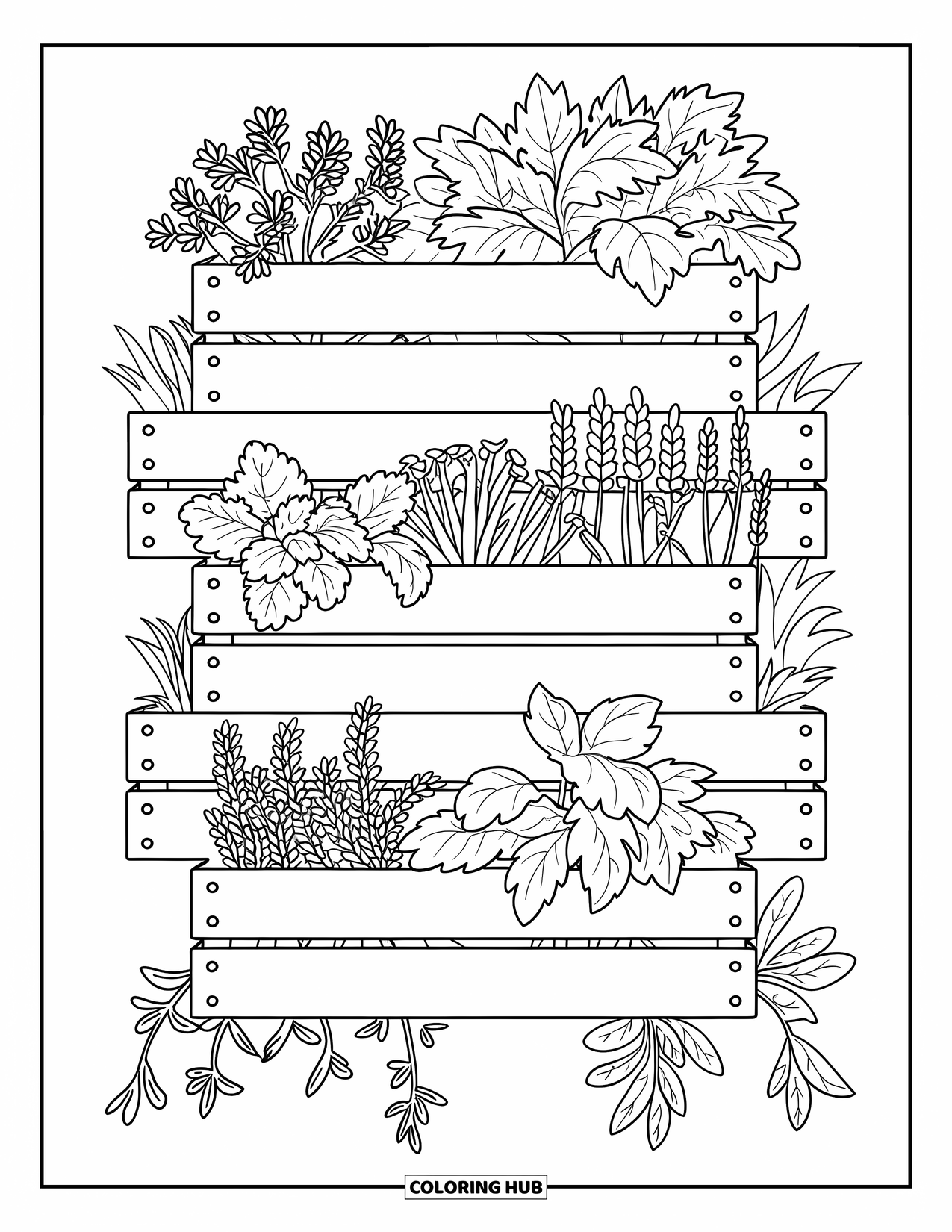 Dibujo de plantas para colorear para niños: Hierbas como la salvia y la menta crecen en cajas de madera apiladas en un jardín vertical