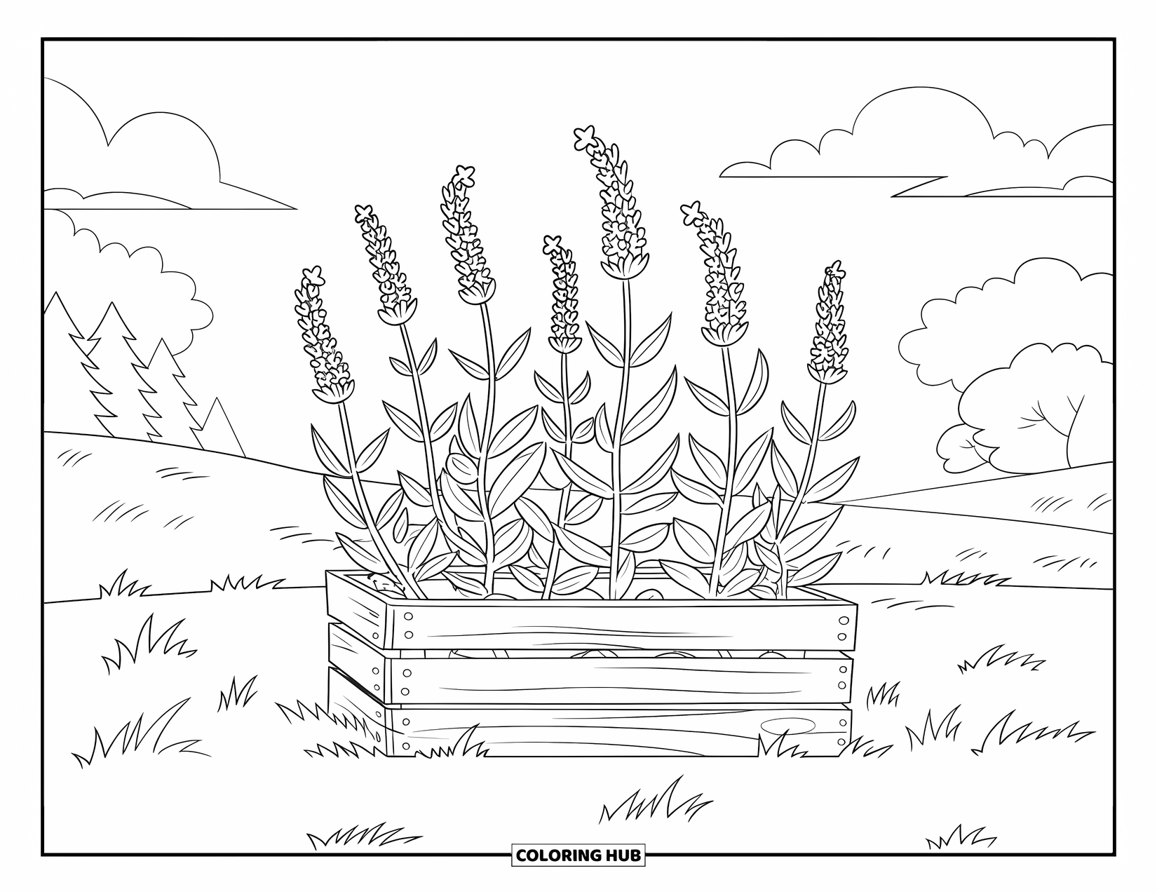 Dibujo de plantas para colorear para niños: Flores de lavanda florecen desde una caja en una zona de hierba soleada