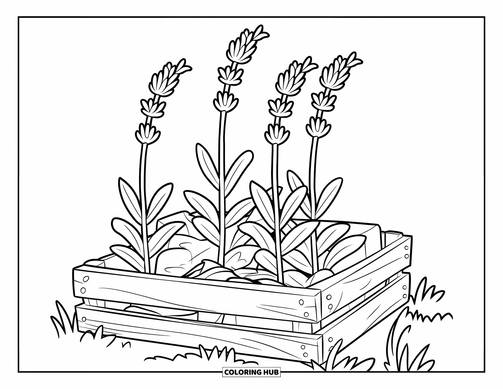 Dibujo de plantas para colorear para niños: Plantas de lavanda crecen desde una caja que descansa en un campo tranquilo