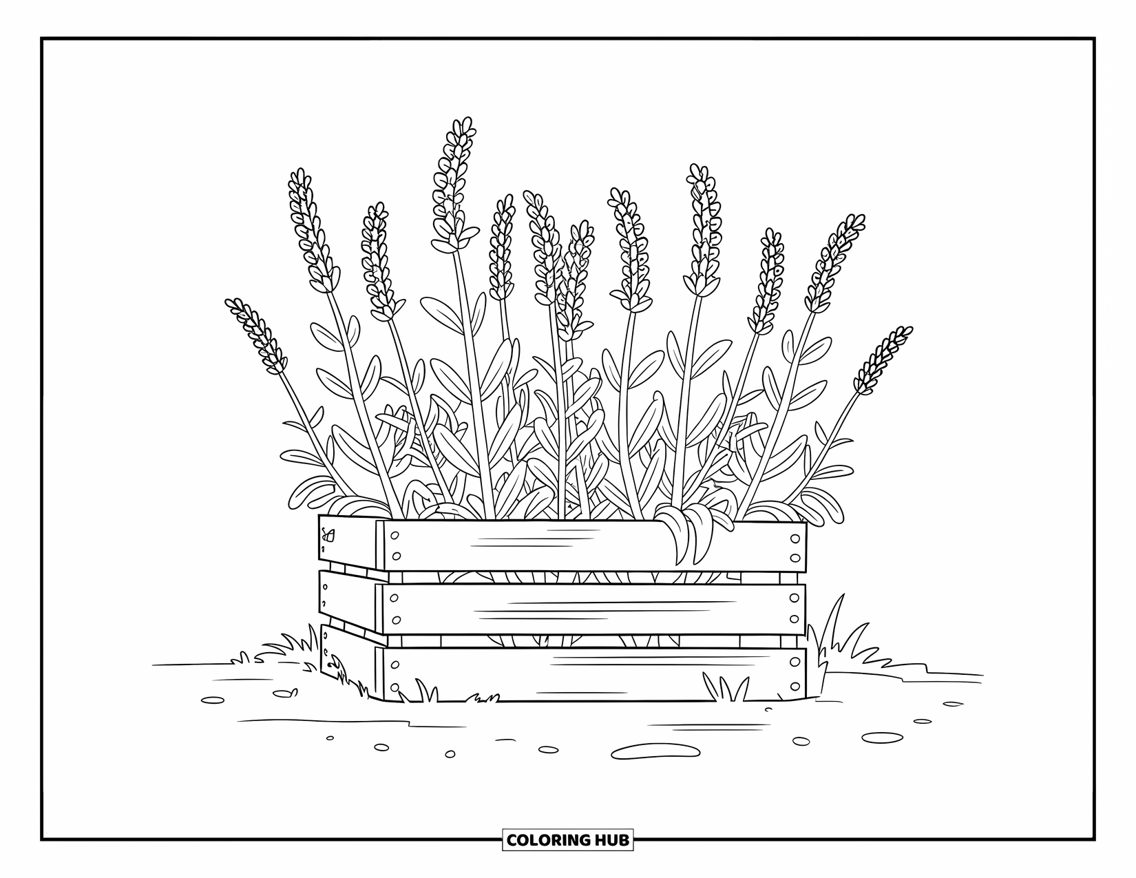 Dibujo de plantas para colorear para niños: Tallos de lavanda altos se elevan desde una caja de madera en la tierra
