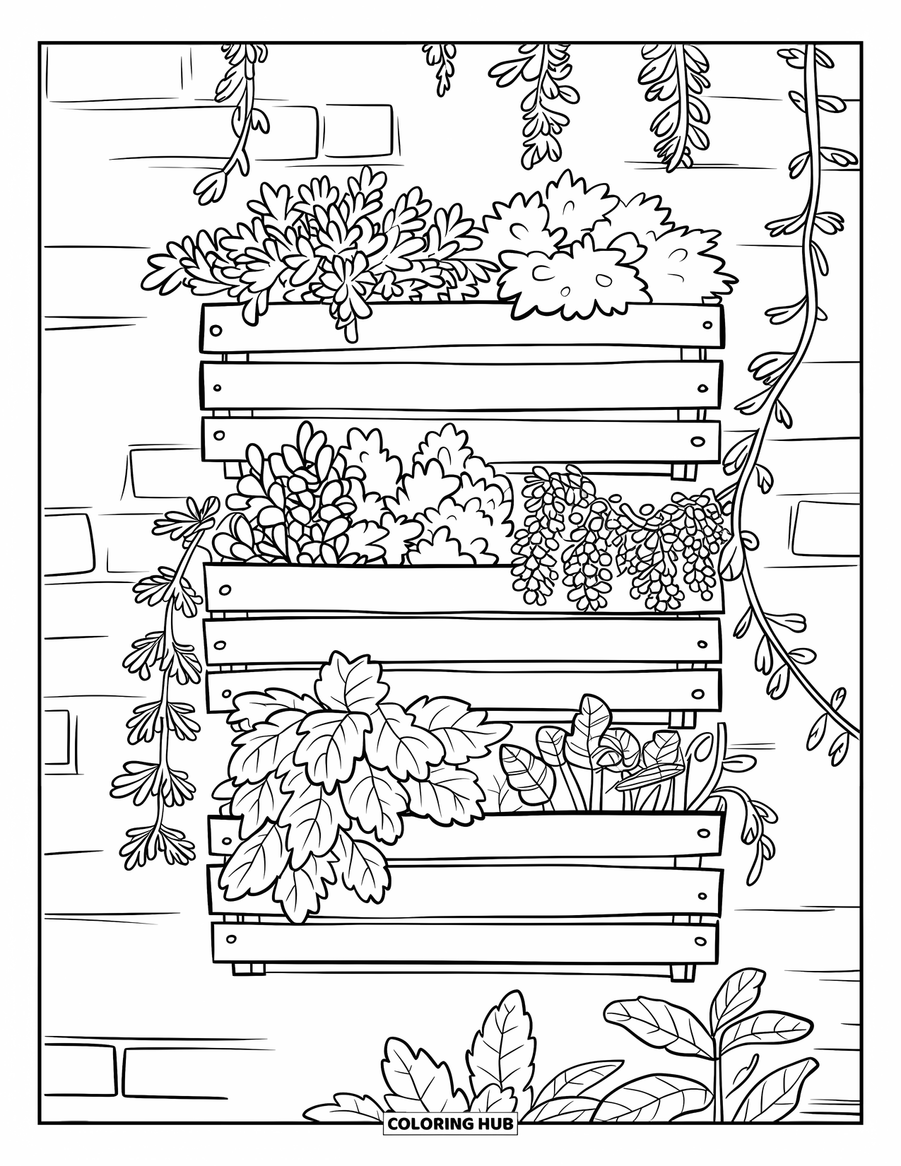 Dibujo de plantas para colorear para niños: Cajas de madera apiladas como un jardín de pared cultivan hierbas como la menta y la lavanda