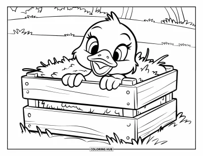 Entenküken-Ausmalbild für Kinder: Eine Ente schaut aus einer mit Heu gefüllten Kiste auf einer Wiese heraus