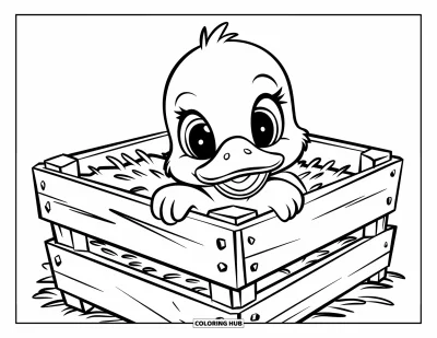 Entenküken-Ausmalbild für Kinder: Eine Ente schaut aus einer mit Heu gefüllten Holzkiste heraus