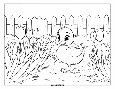 Entenküken-Ausmalbild für Kinder: Eine Ente watschelt durch Tulpen neben einem weißen Lattenzaun