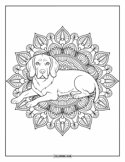 Desen de colorat cu beagle pentru adulți: Beagle calm culcat în interiorul unui mandala botanic mare